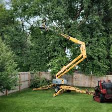 Best Lawn Renovation and Restoration  in Blountsville, AL