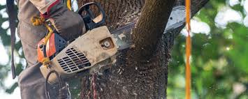 Best Tree Cabling and Bracing  in Blountsville, AL