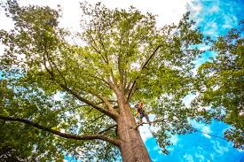 Best Arborist Consultation Services  in Blountsville, AL