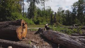 Best Tree Preservation Services  in Blountsville, AL