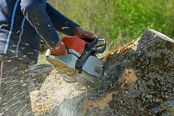 Best Fruit Tree Pruning  in Blountsville, AL